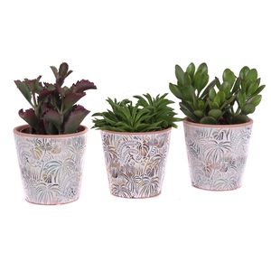 Succulenten mix Ø12cm in Ø14cm Ceramic Pot Jungle