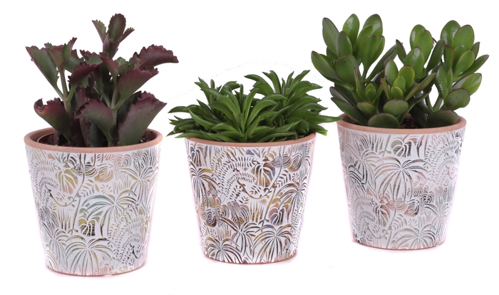 <h4>Succulenten mix Ø12cm in Ø14cm Ceramic Pot Jungle</h4>