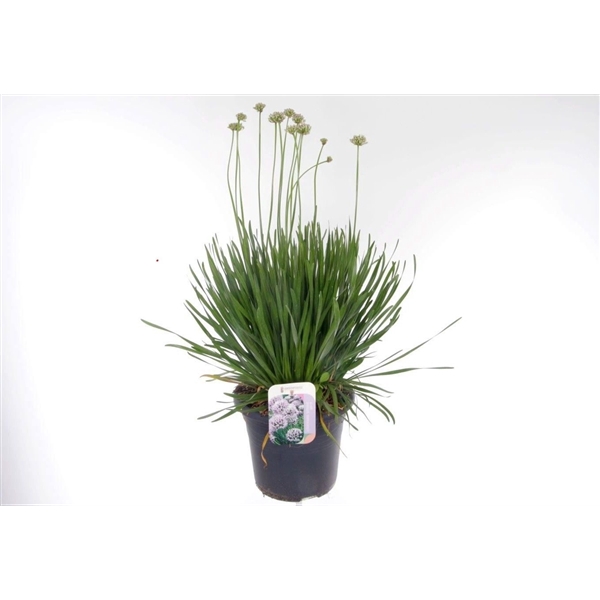 <h4>Allium senescens Summer Beauty</h4>