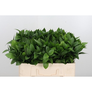 Ruscus