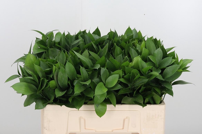 <h4>Ruscus</h4>