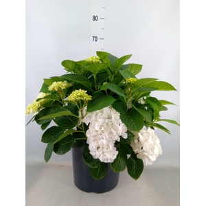 Hydrangea  'Hi White Sun'