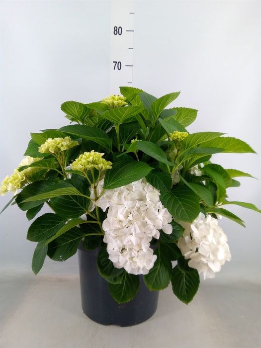 <h4>Hydrangea  'Hi White Sun'</h4>