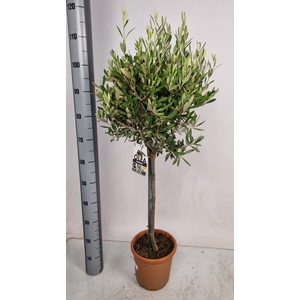 OLEA EUROPAEA