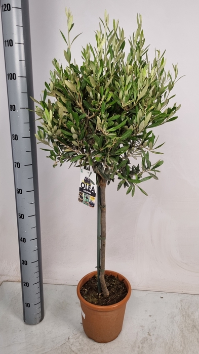 <h4>OLEA EUROPAEA</h4>