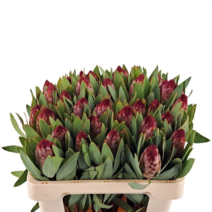 Protea Robijn