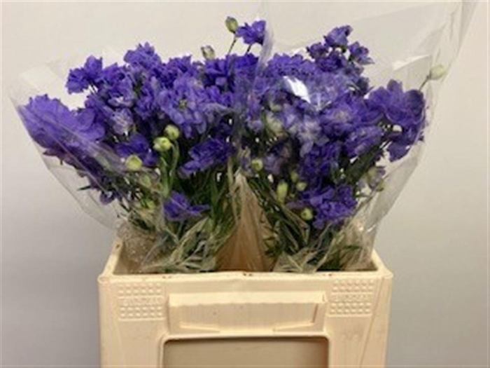 <h4>DELPH D BIJOU AQUAM</h4>