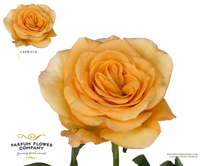 <h4>Rosa Garden Capriccio</h4>