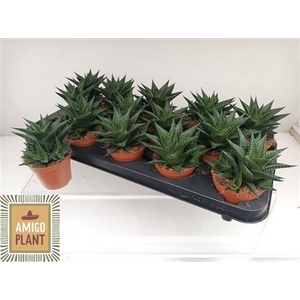 Haworthia limifolia