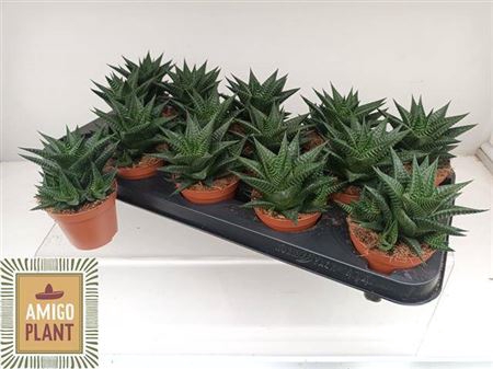 <h4>Haworthia limifolia</h4>
