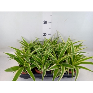 Chlorophytum com.