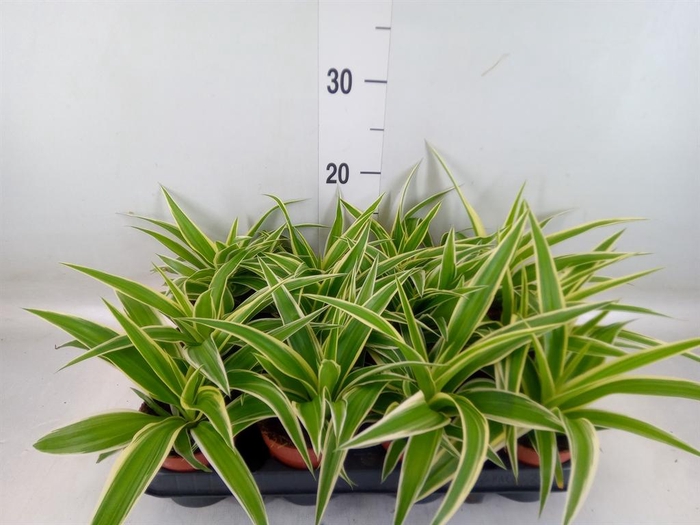 <h4>Chlorophytum com.</h4>