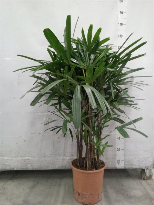 <h4>Rhapis excelsa</h4>