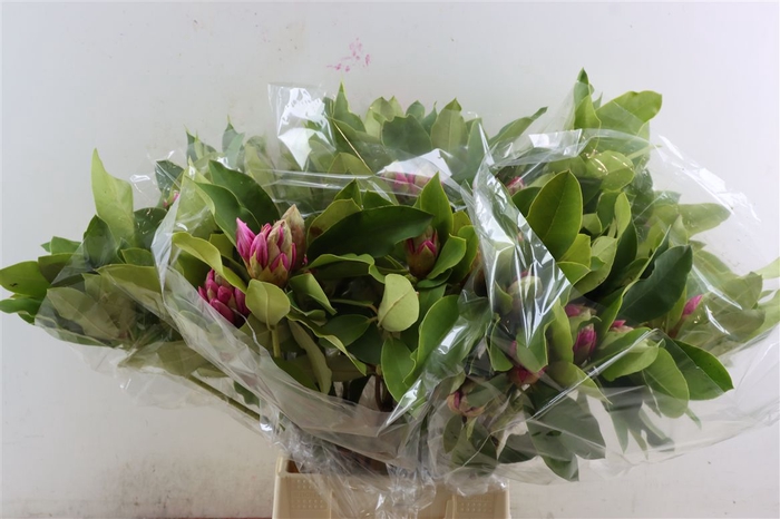 <h4>Rhododendron Bs 50cm</h4>