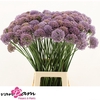 Allium Senescens