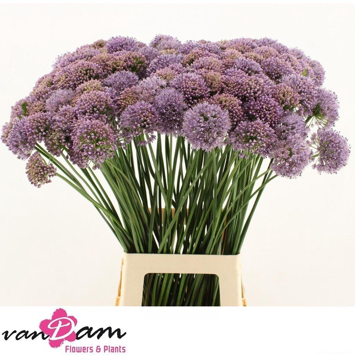 <h4>Allium Senescens</h4>