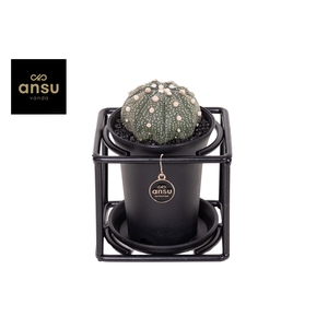 Astrophytum Asterias in design frame