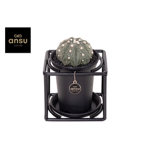 Astrophytum Asterias in design frame