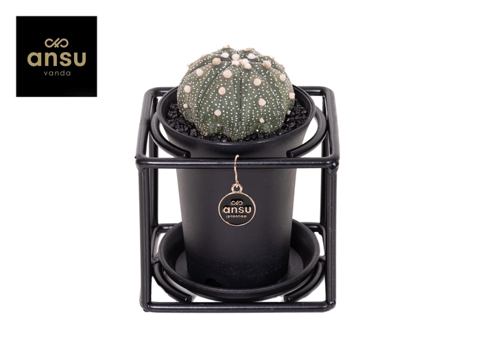 <h4>Astrophytum Asterias in design frame</h4>