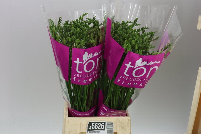 <h4>Fr Du Honeymoon Ex</h4>