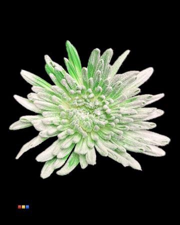 <h4>Chr G Ana Snow Green</h4>