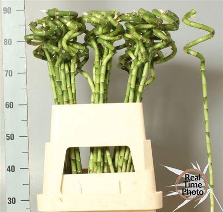 <h4>Drac S Lucky Bamboo</h4>