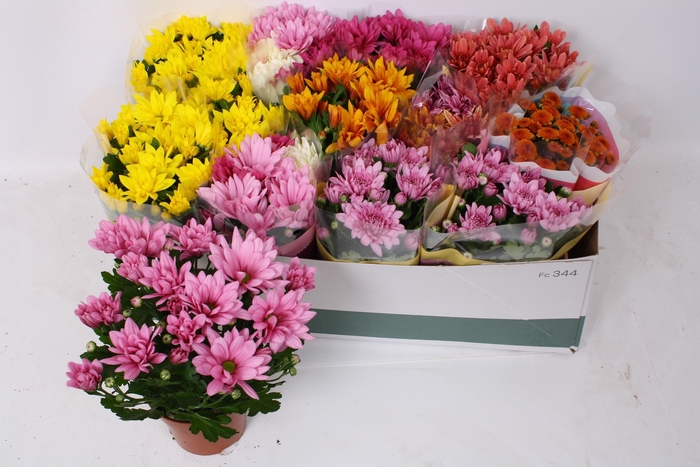 <h4>CHRYS GEM 5 KL</h4>