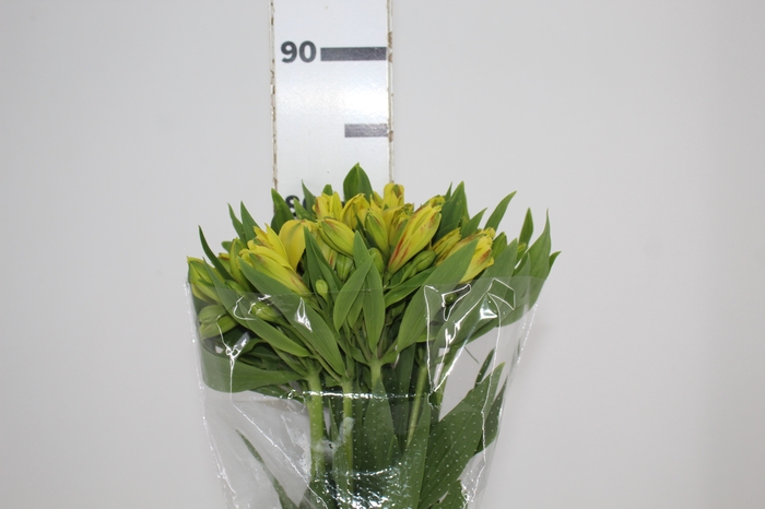 <h4>ALSTROEMERIA SUNNY LADY 080 CM</h4>