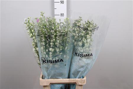 Delphinium Elatum Grp dubbelbloemig 'Guardian White'