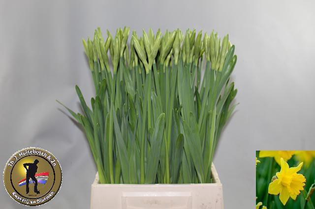 <h4>NARC T DUTCH MASTER</h4>