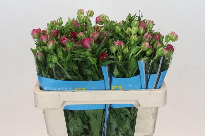 <h4>Ranunculus Butterfly Lycia</h4>