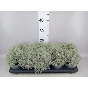 Leucophyta brownii