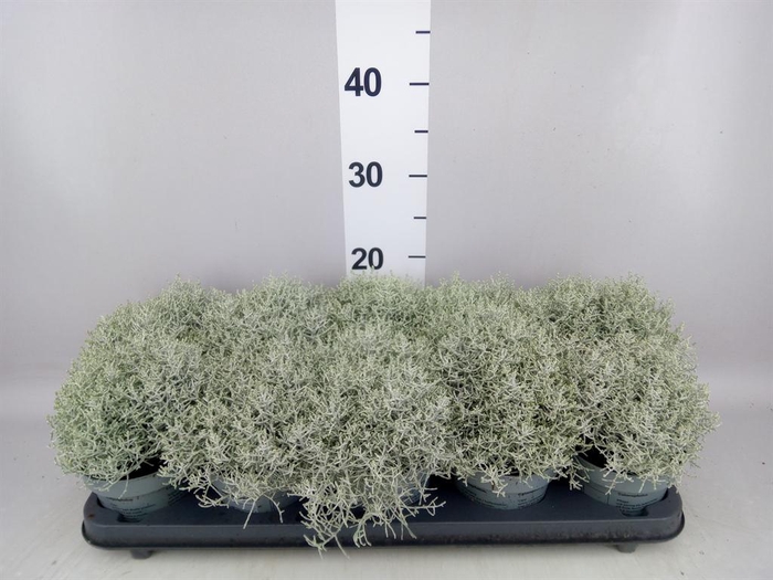 <h4>Leucophyta brownii</h4>