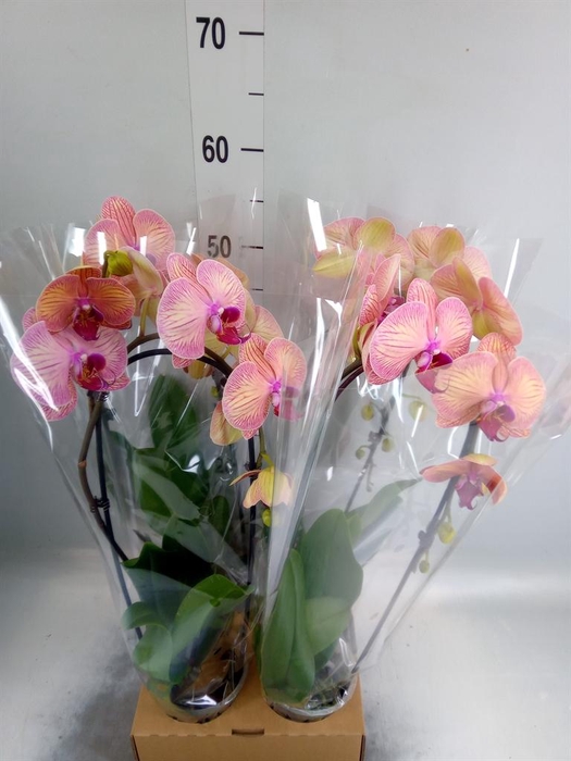 <h4>Phalaenopsis  'Elegant Cascade'</h4>