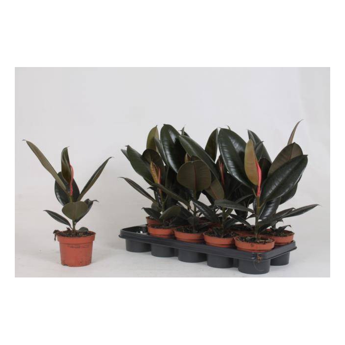 <h4>Ficus elastica Abidjan 12Ø 40cm 1pp</h4>