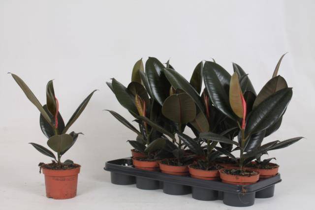 Ficus elastica Abidjan 12Ø 40cm 1pp