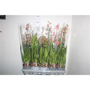 Cambria Grp Gem 2 Branche