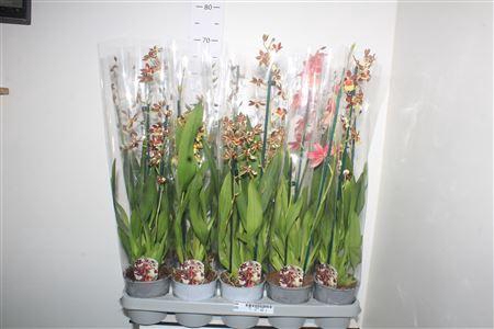 <h4>Cambria Grp Gem 2 Branche</h4>