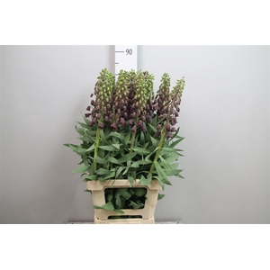 Fritillaria Persica