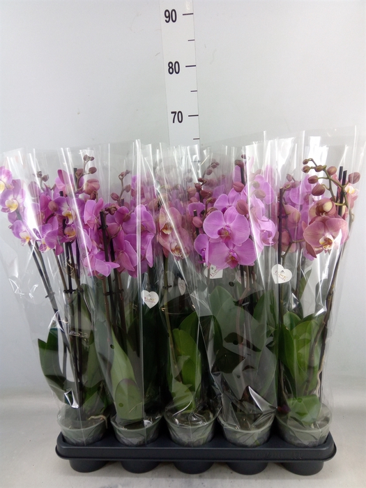 <h4>Phalaenopsis   ...rose</h4>