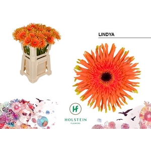 Gerbera Gerpasta Lindya
