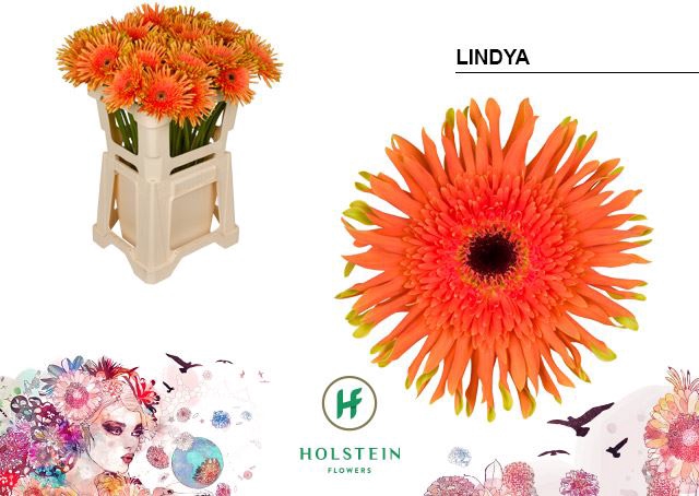 <h4>Gerbera Gerpasta Lindya</h4>