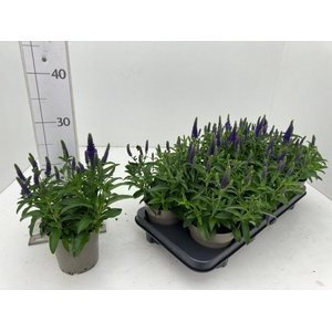 Vero Sp Annivers Bl