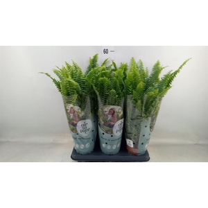 Nephrolepis exal. 'Green Lady'