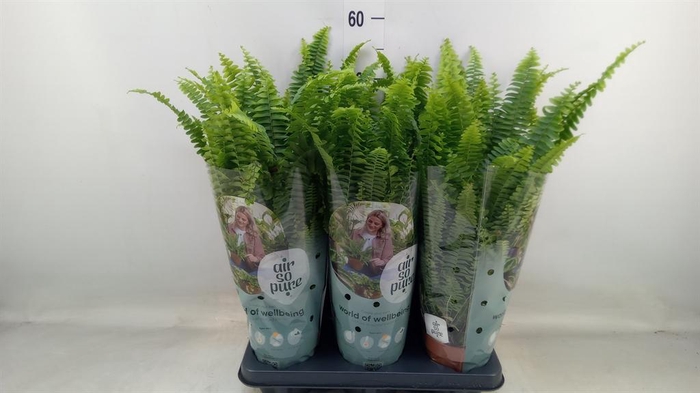 <h4>Nephrolepis exal. 'Green Lady'</h4>