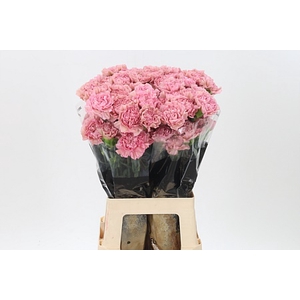 Di St Lege Pink
