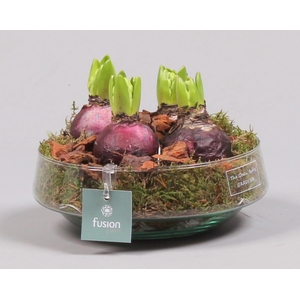 Green Bottle Iris Medium met Hyacinten