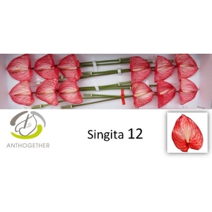 Anth A Singita 13 cm X12 Oosterzon