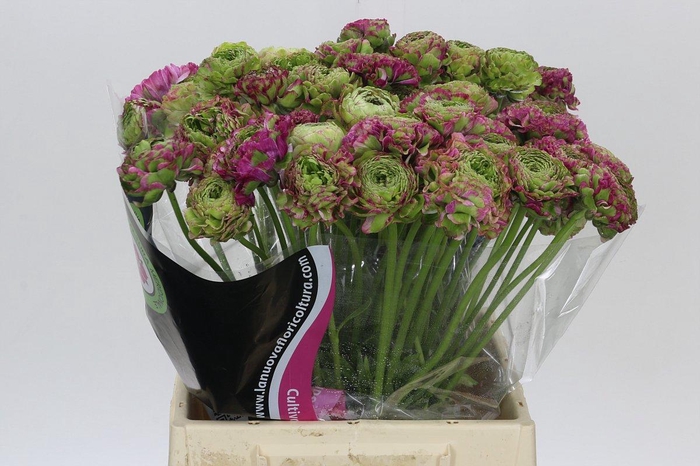 <h4>Ranunculus Pon Pon Malva</h4>