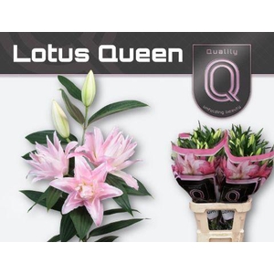 LI OR DU LOT QUEEN 4+